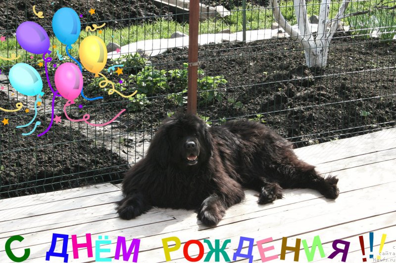 Фото: ньюфаундленд Усатый Нянь Тимоша