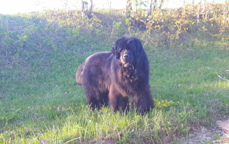 Фото: ньюфаундленд Их Высочество Владлена Маджикс