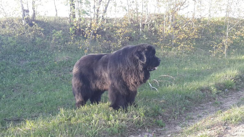 Фото: ньюфаундленд Их Высочество Владлена Маджикс