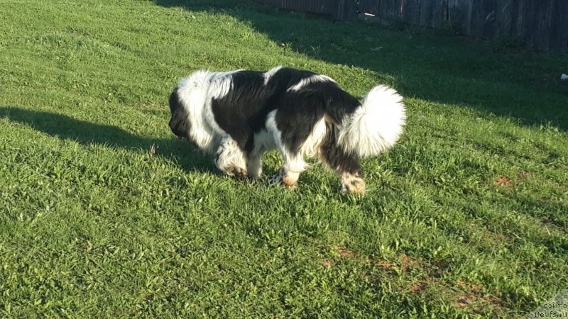 Фото: ньюфаундленд Супер Бизон Екатеринбург (Super Bizon Ekaterinburg)