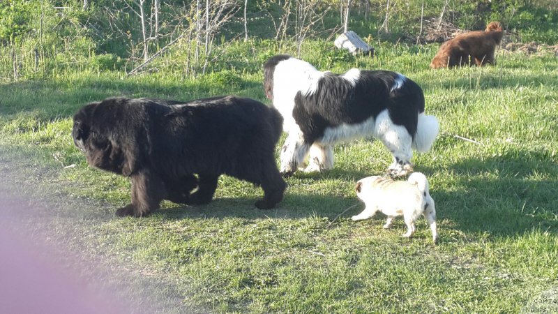 Фото: ньюфаундленд Их Высочество Владлена Маджикс, ньюфаундленд Супер Бизон Екатеринбург (Super Bizon Ekaterinburg)