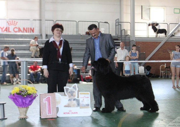 Фото: ньюфаундленд Звездный Дар Афродита (Zvezdnij Dar Afrodita)