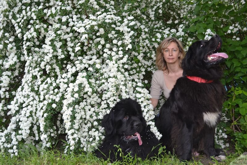 Фото: ньюфаундленд Vivat Brave Master Super Mishka, ньюфаундленд Баффи (Baffi), Ольга Малыхина