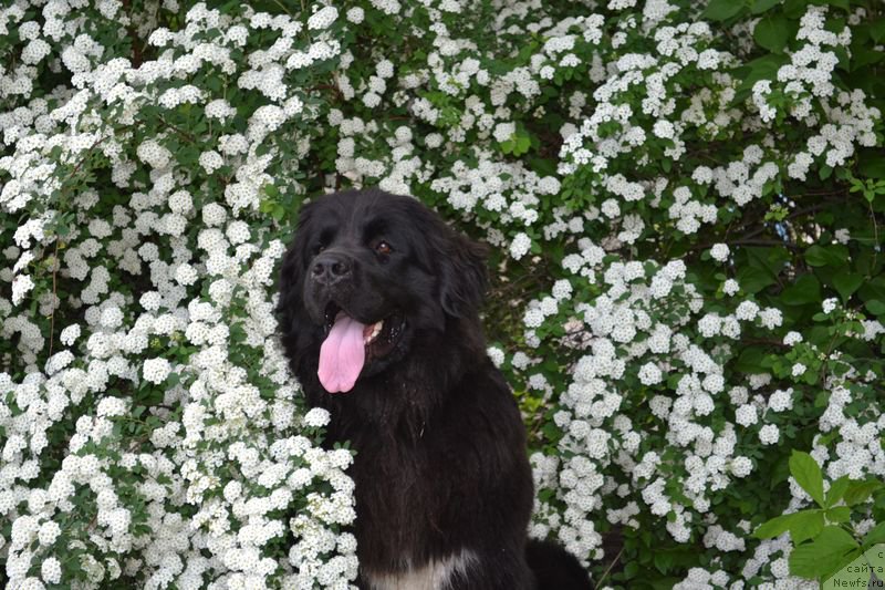 Фото: ньюфаундленд Баффи (Baffi)