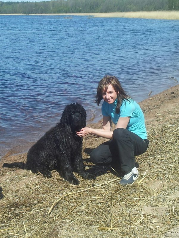 Фото: ньюфаундленд Смигар Ток ов Соул (Smigar Talk of Soul)