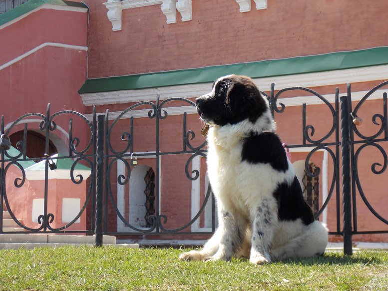 Фото: ньюфаундленд Флюфи Аваланч Парадокс