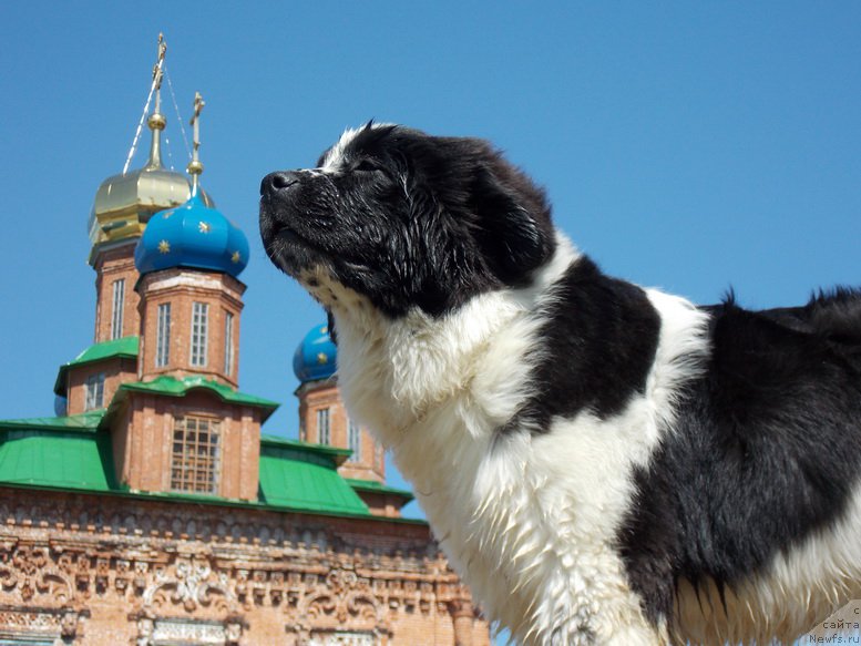 Фото: ньюфаундленд Флюфи Аваланч Парадокс