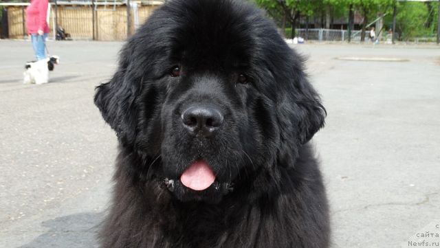 Фото: ньюфаундленд Акватория Келвин Черная Феерия