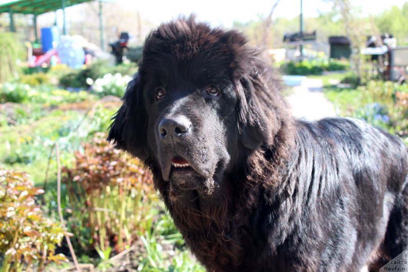 Фото: ньюфаундленд Мерседес Вялiкi Мядзведзь (Mercedes Vialiki Miadzvedz)