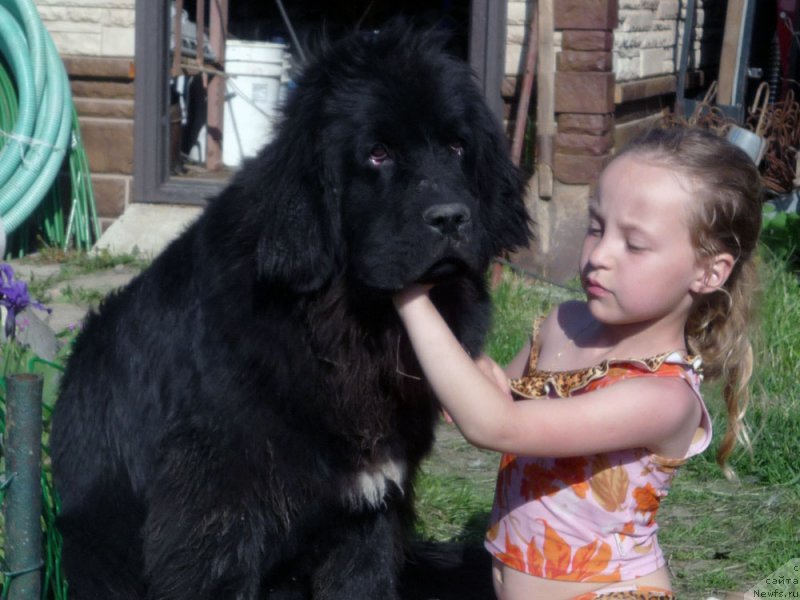 Фото: ньюфаундленд Мерседес Вялiкi Мядзведзь (Mercedes Vialiki Miadzvedz)