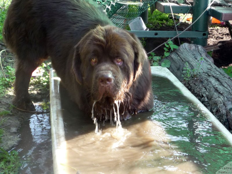 Фото: ньюфаундленд Чармер Денкам Бронз (Charmer Denkam Bronze)