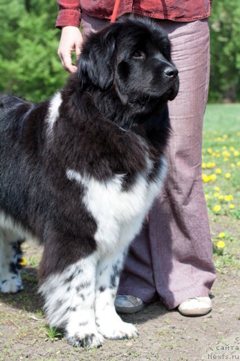 Фото: ньюфаундленд Ньюфорт Элисс