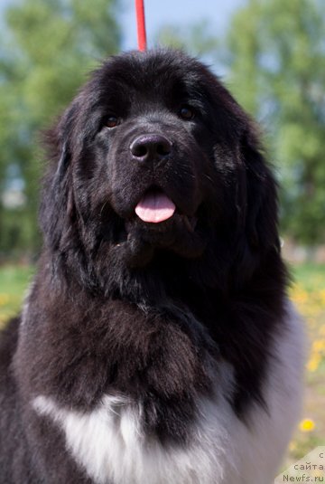 Фото: ньюфаундленд Ньюфорт Элисс