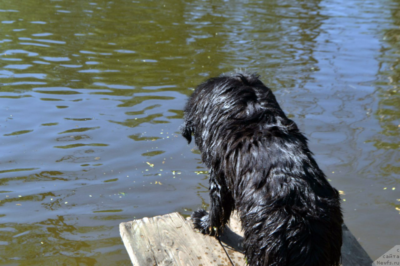 Фото: ньюфаундленд Лепесток Лилии