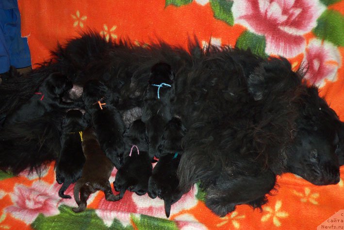 Фото: ньюфаундленд Европа, Ю-помет