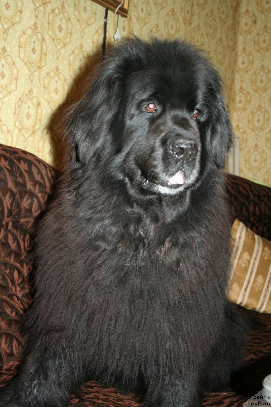 Фото: ньюфаундленд Усатый Нянь Тимоша