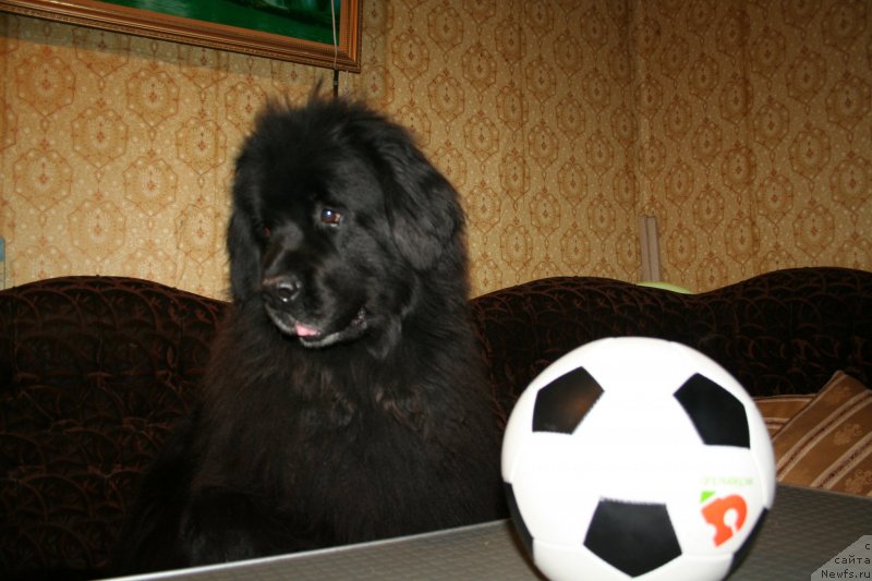 Фото: ньюфаундленд Усатый Нянь Тимоша