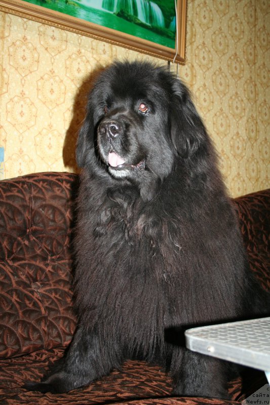 Фото: ньюфаундленд Усатый Нянь Тимоша