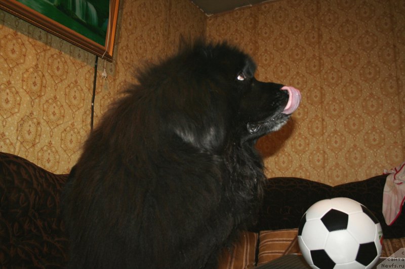 Фото: ньюфаундленд Усатый Нянь Тимоша