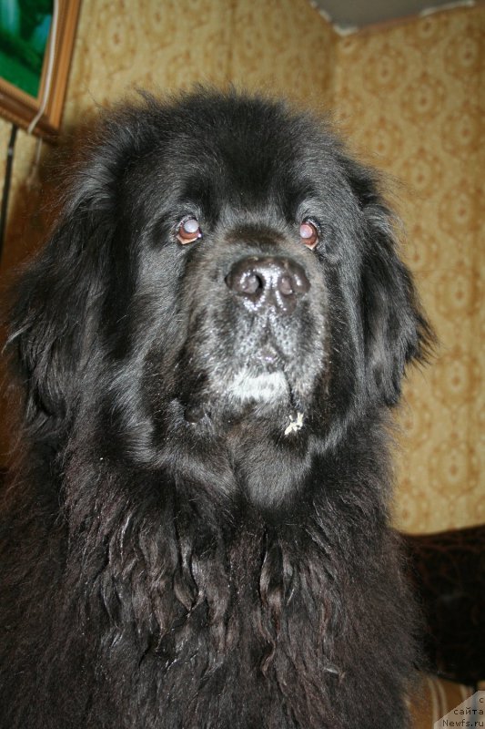 Фото: ньюфаундленд Усатый Нянь Тимоша
