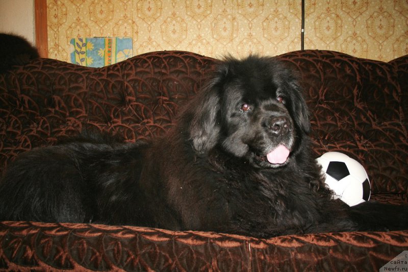 Фото: ньюфаундленд Усатый Нянь Тимоша