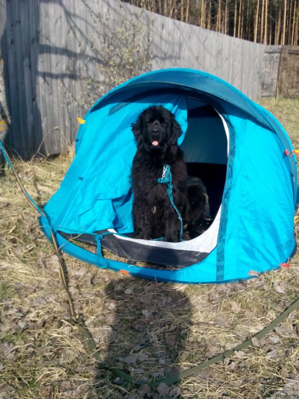 Фото: ньюфаундленд Севертан Шенфер