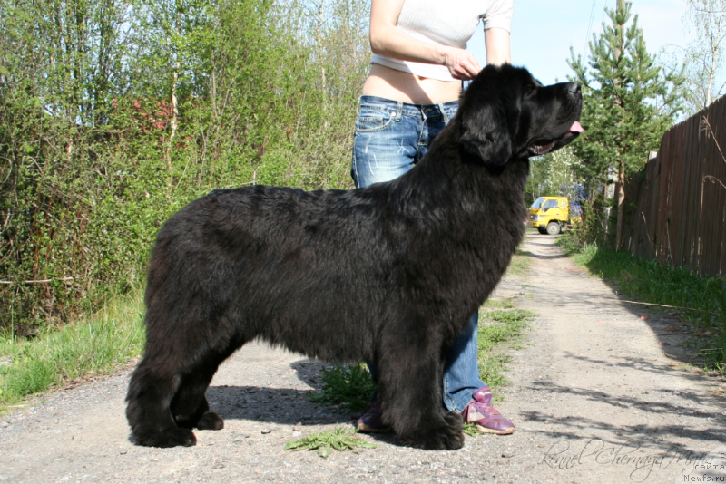 Фото: ньюфаундленд Ohoi's Jet Set