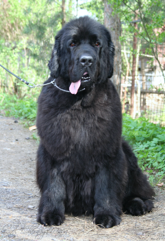 Фото: ньюфаундленд Ohoi's Jet Set