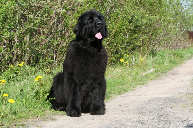 Фото: ньюфаундленд Ohoi's Jet Set