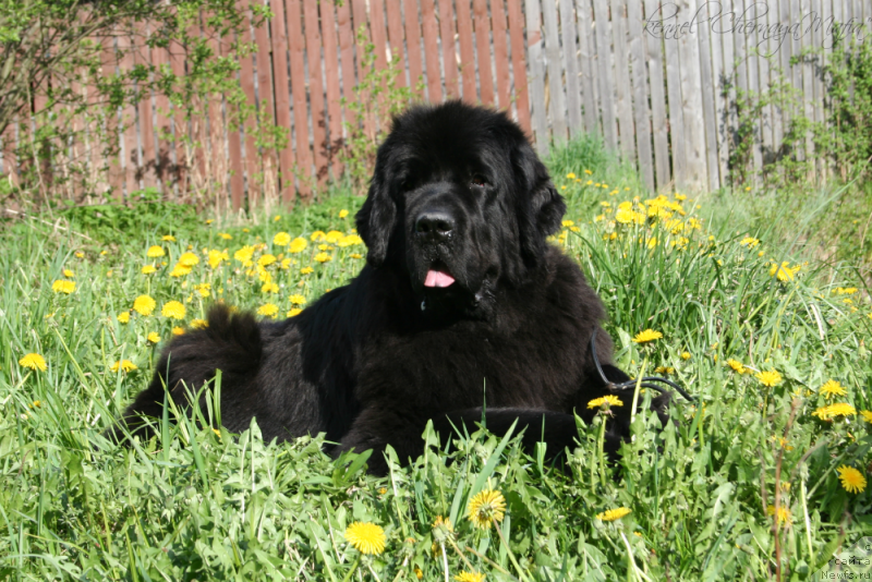 Фотография № 153738