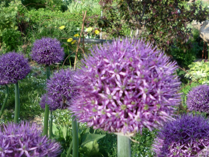 Фотография № 153744