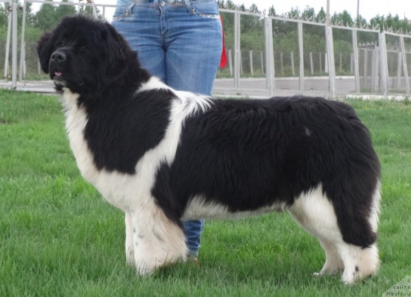 Фото: ньюфаундленд Аквиан Сонг Кисс Фром Роуз (Akvian Song Kiss from Rouz)