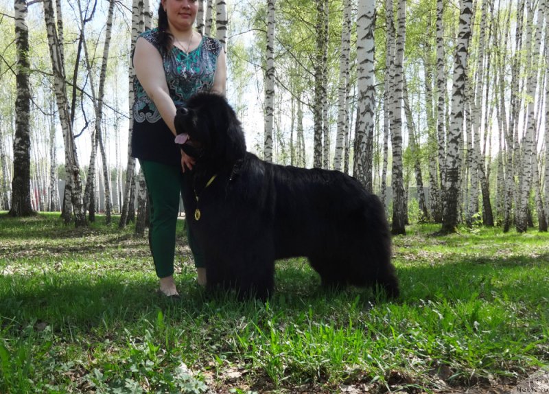 Фото: ньюфаундленд Ньюфорт Натали (Njufort Natali)