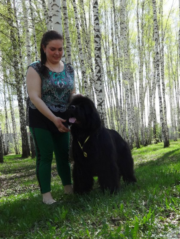 Фото: ньюфаундленд Ньюфорт Натали (Njufort Natali), Екатерина Жиронкина
