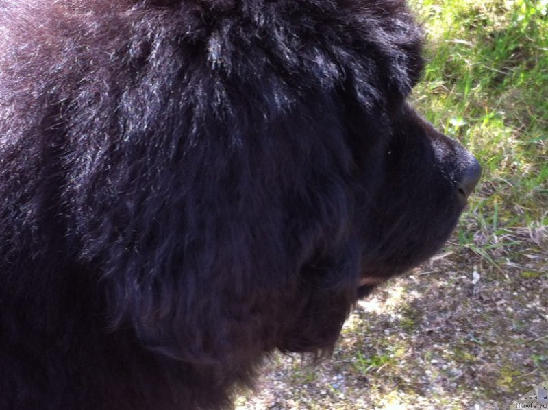 Фото: ньюфаундленд Mister Rodger Pride of  my Heart