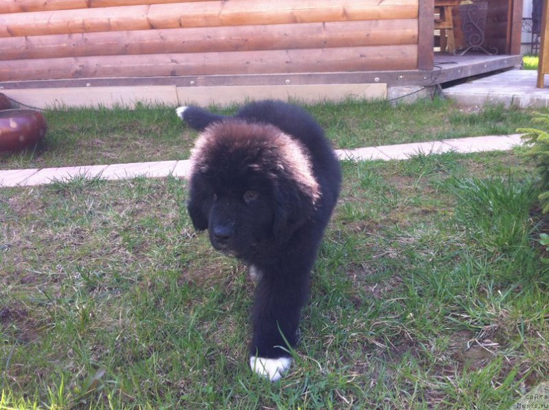 Фото: ньюфаундленд Mister Rodger Pride of  my Heart
