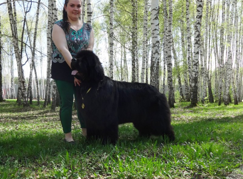 Фото: ньюфаундленд Ньюфорт Натали (Njufort Natali), Екатерина Жиронкина