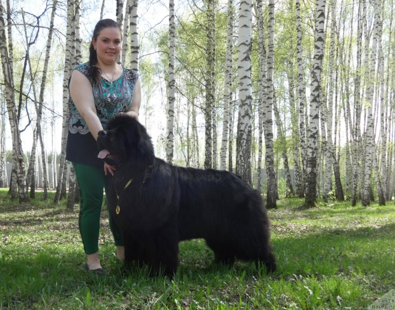 Фото: ньюфаундленд Ньюфорт Натали (Njufort Natali), Екатерина Жиронкина