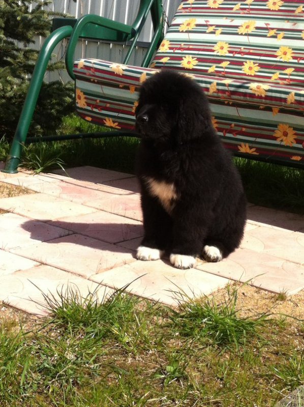 Фото: ньюфаундленд Mister Rodger Pride of  my Heart