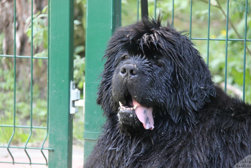 Фото: ньюфаундленд С'Нежная Вьюга Амороне Сартори (S'Nezhnaya Vjuga Amorone Sartori)