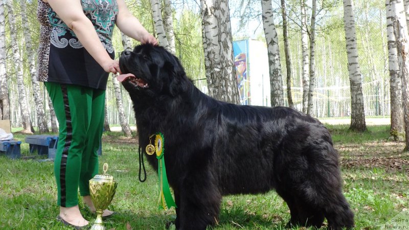 Фото: ньюфаундленд Ньюфорт Царица Ночи