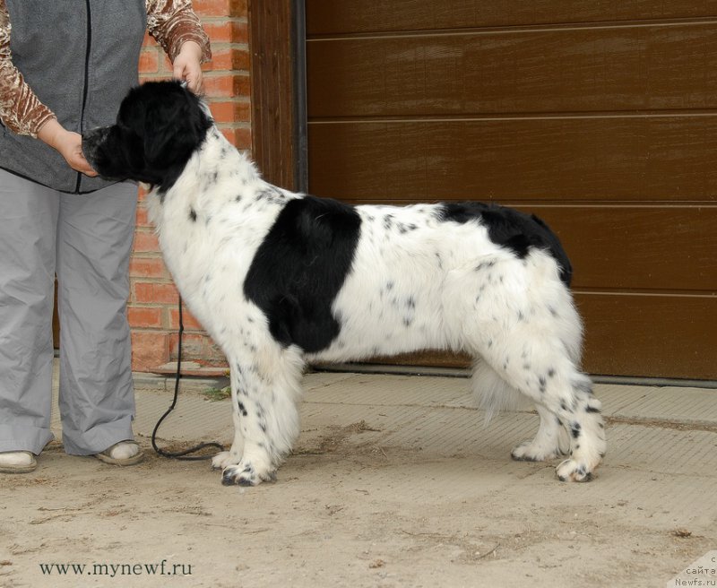 Фото: ньюфаундленд Сент Джонс Вива Виктория (Sent Djons Viva Viktoria)