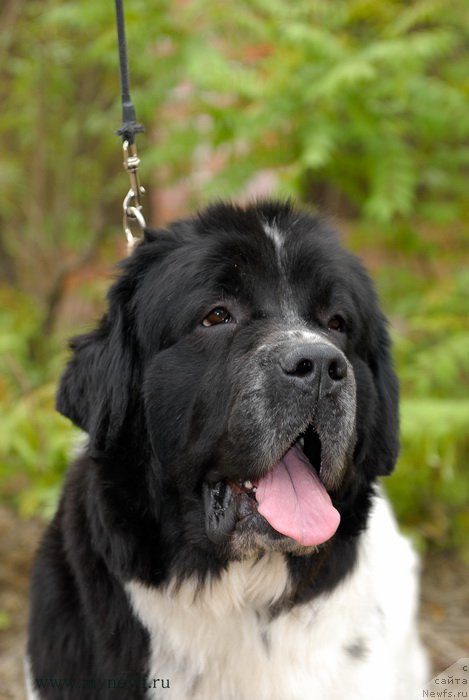 Фото: ньюфаундленд Сент Джонс Вива Виктория (Sent Djons Viva Viktoria)