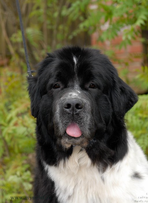 Фото: ньюфаундленд Сент Джонс Вива Виктория (Sent Djons Viva Viktoria)