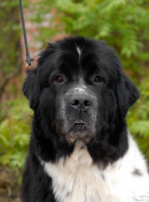 Фото: ньюфаундленд Сент Джонс Вива Виктория (Sent Djons Viva Viktoria)