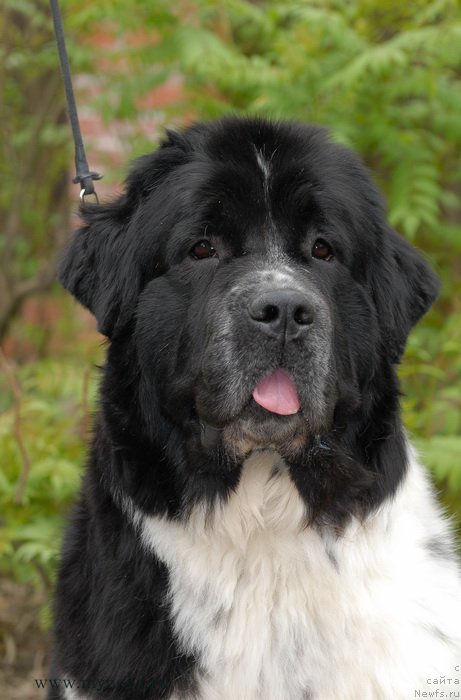 Фото: ньюфаундленд Сент Джонс Вива Виктория (Sent Djons Viva Viktoria)