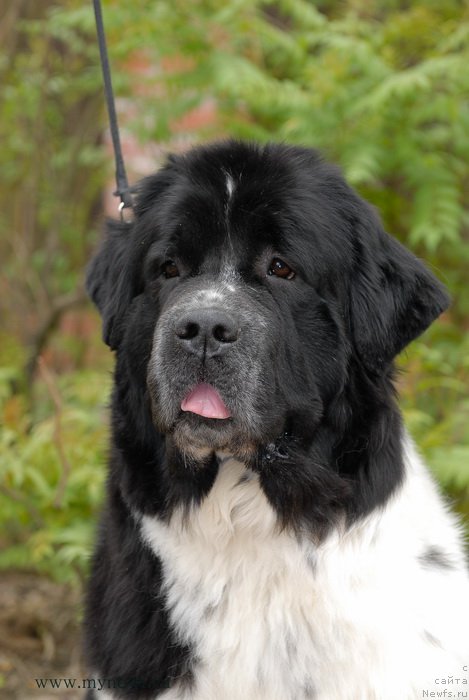 Фото: ньюфаундленд Сент Джонс Вива Виктория (Sent Djons Viva Viktoria)