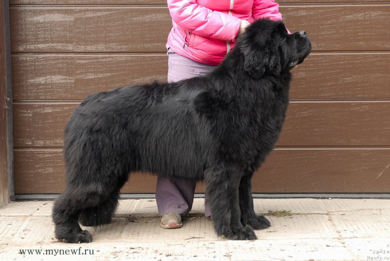 Фото: ньюфаундленд Сент Джонс Жискар Д'Эстен Эдмон (Sent Djons Zhiscar D'Estaing Edmon)