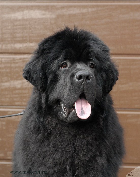 Фото: ньюфаундленд Сент Джонс Жискар Д'Эстен Эдмон (Sent Djons Zhiscar D'Estaing Edmon)