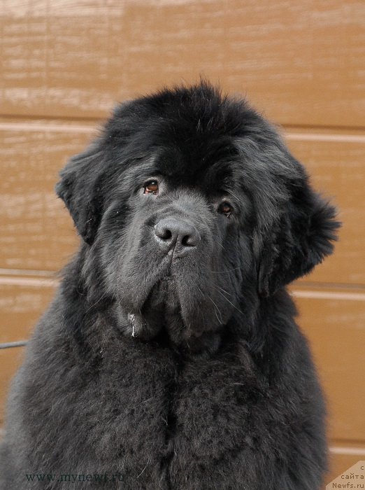 Фото: ньюфаундленд Сент Джонс Жискар Д'Эстен Эдмон (Sent Djons Zhiscar D'Estaing Edmon)